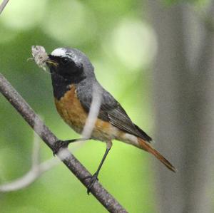 Common Redstart