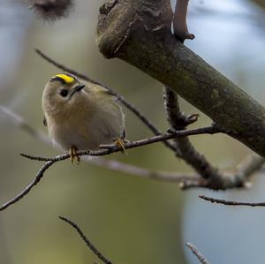 Wintergoldhähnchen