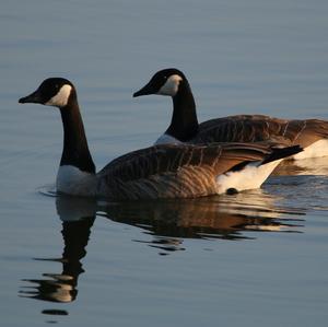 Canada Goose