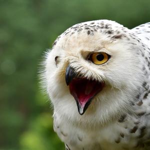 Snowy Owl