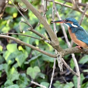 Common Kingfisher