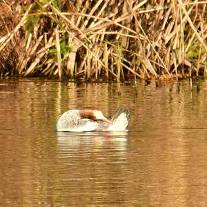 Common Merganser