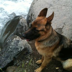 German Shepherd