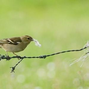 Eurasian Chaffinch