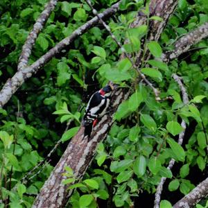 Great Spotted Woodpecker