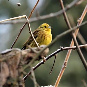 Yellowhammer