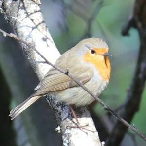 European Robin