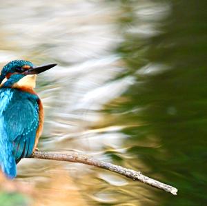 Common Kingfisher