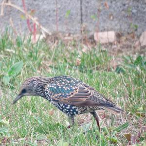 Common Starling