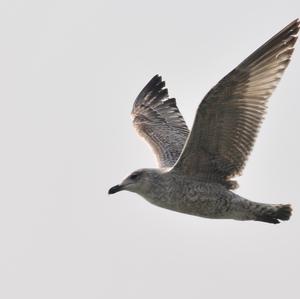 Yellow-footed Gull