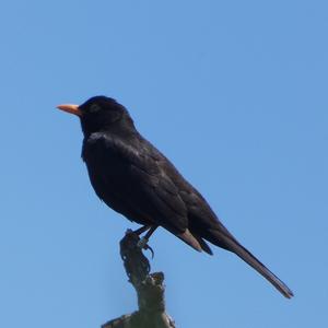 Eurasian Blackbird