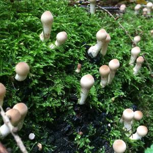 Gem-studded Puffball