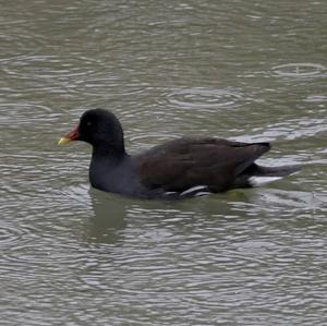 Common Moorhen