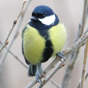 Great Tit