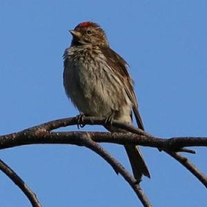 Common Redpoll