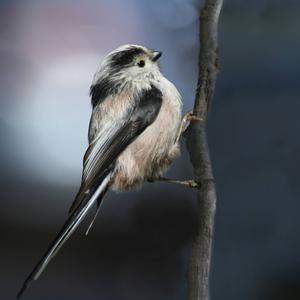 Long-tailed Tit