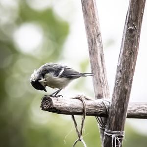 Great Tit