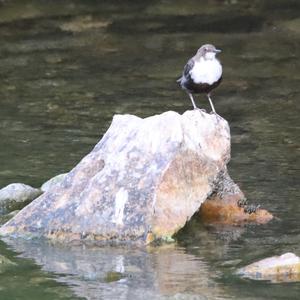 White-throated Dipper