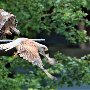 Common Kestrel