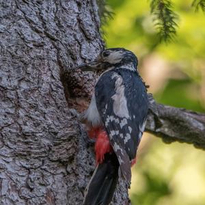 Great Spotted Woodpecker