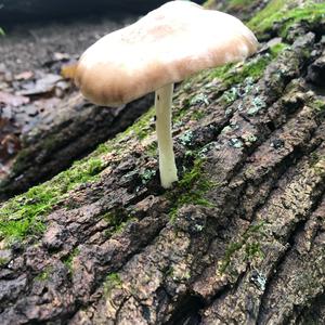 Fawn Mushroom