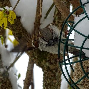 House Sparrow