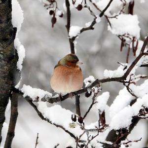 Eurasian Chaffinch