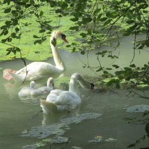 Mute Swan