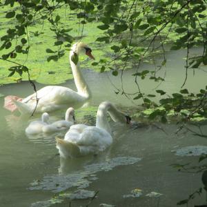 Mute Swan