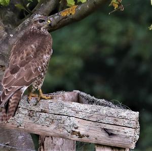 Mäusebussard