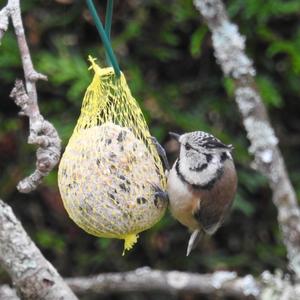 Crested Tit