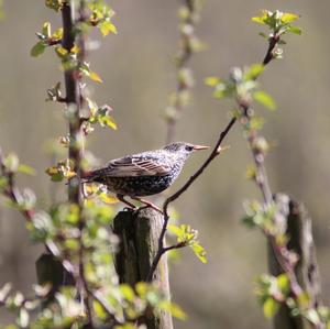 Common Starling