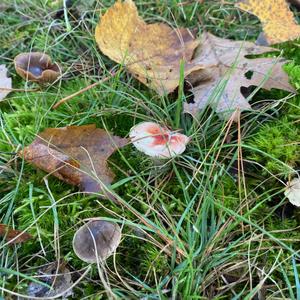 Bare-toothed Russula