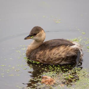 Zwergtaucher