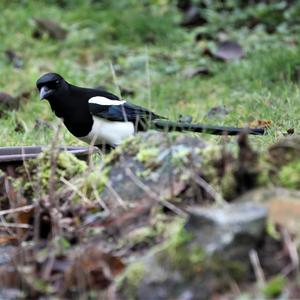 Black-billed Magpie