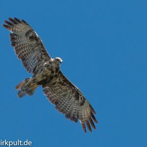 Northern Harrier