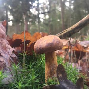 Bay Bolete