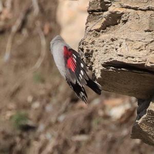 Wallcreeper