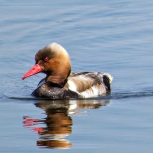 Red-crested Pochard