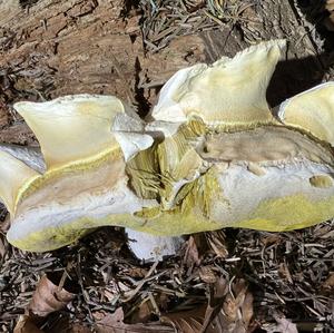 Summer Bolete