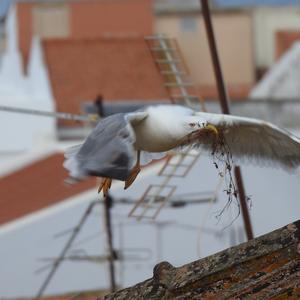 Yellow-legged Gull