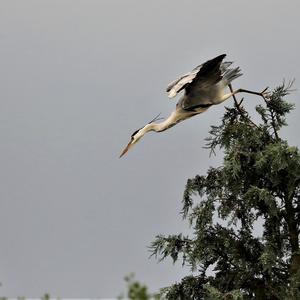 Grey Heron