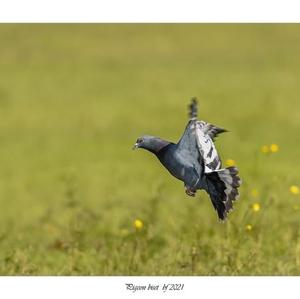 Rock Pigeon