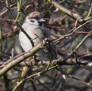 Eurasian Tree Sparrow