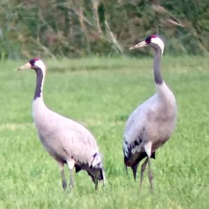 Common Crane