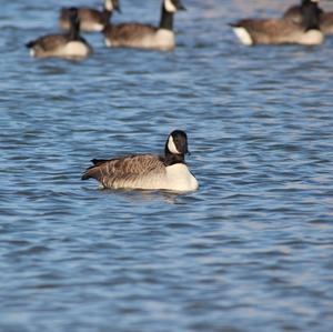 Canada Goose