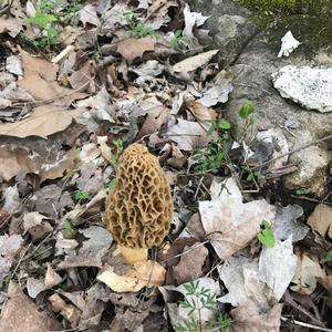 Yellow Morel