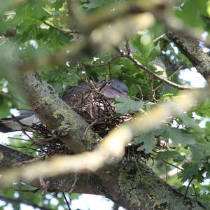 Common Wood-pigeon