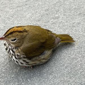 Ovenbird