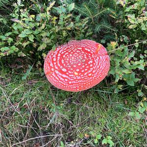 Fly Agaric